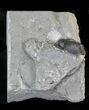 Large Eldredgeops Trilobite (Head Tucked) - New York #32451-1